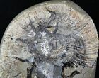 Large Ammonite Fossil In Septarian Nodule - Madagascar #31830-1